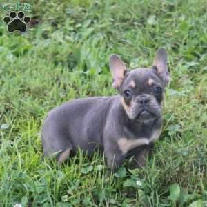 Twinkles, French Bulldog Puppy